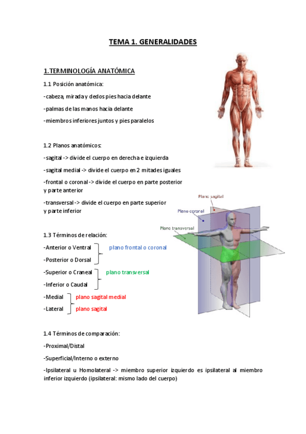 Miniatura del documento Tema-1-ANATOMIA-Generalidades.pdf
