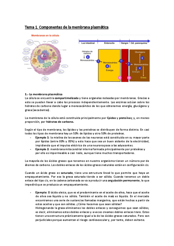 Miniatura del documento Bioquimica.pdf