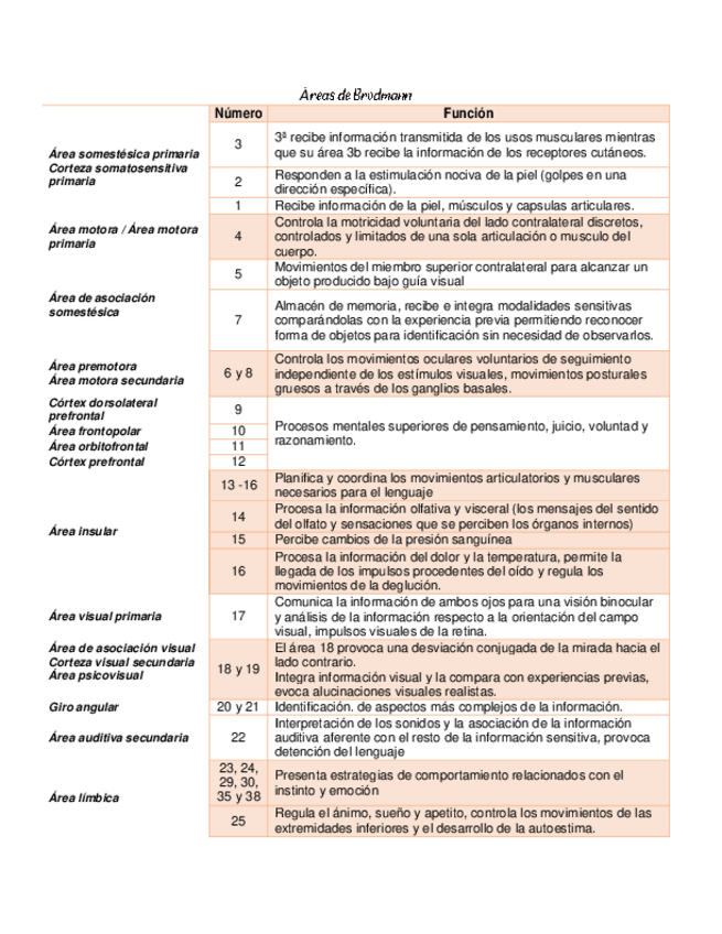 Miniatura del documento areas-de-brodmann.pdf