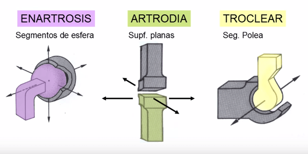 Miniatura del documento ARTICULACIONES.png
