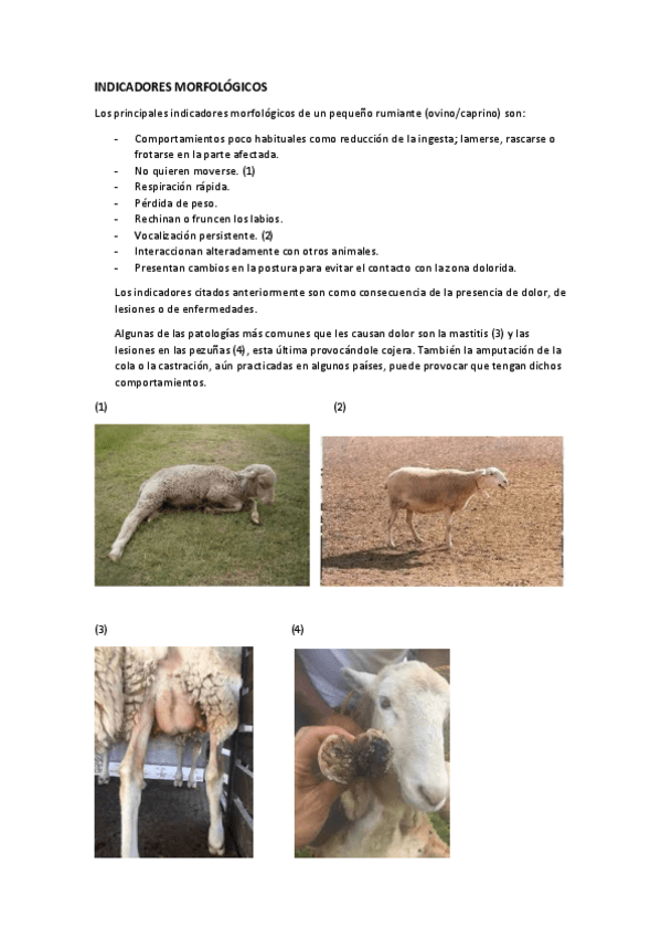 Miniatura del documento INDICADORES-MORFOLOGICOS.pdf
