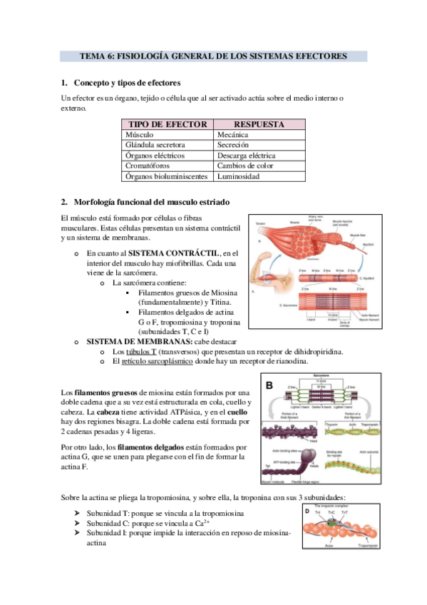 Miniatura del documento TEMA-6-FISIOLOGIA-GENERAL-DE-LOS-SISTEMAS-EFECTORES.pdf