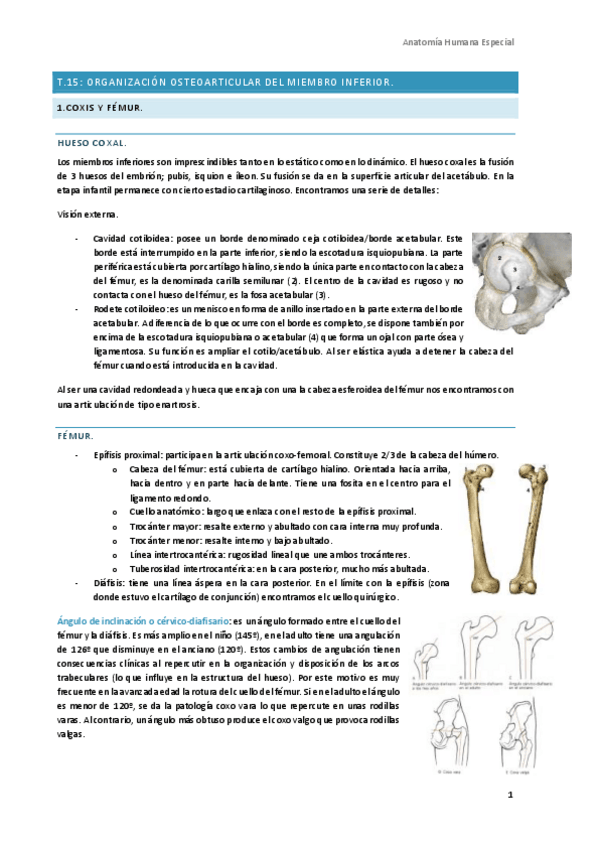 Miniatura del documento Anatomia-Humana-Especial-3.pdf