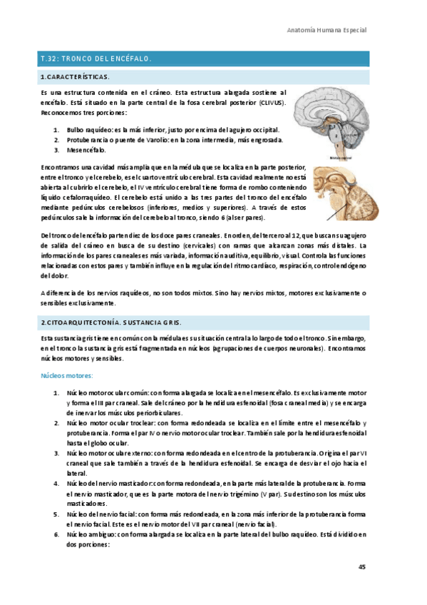 Miniatura del documento Anatomia-Humana-Especial-7.pdf