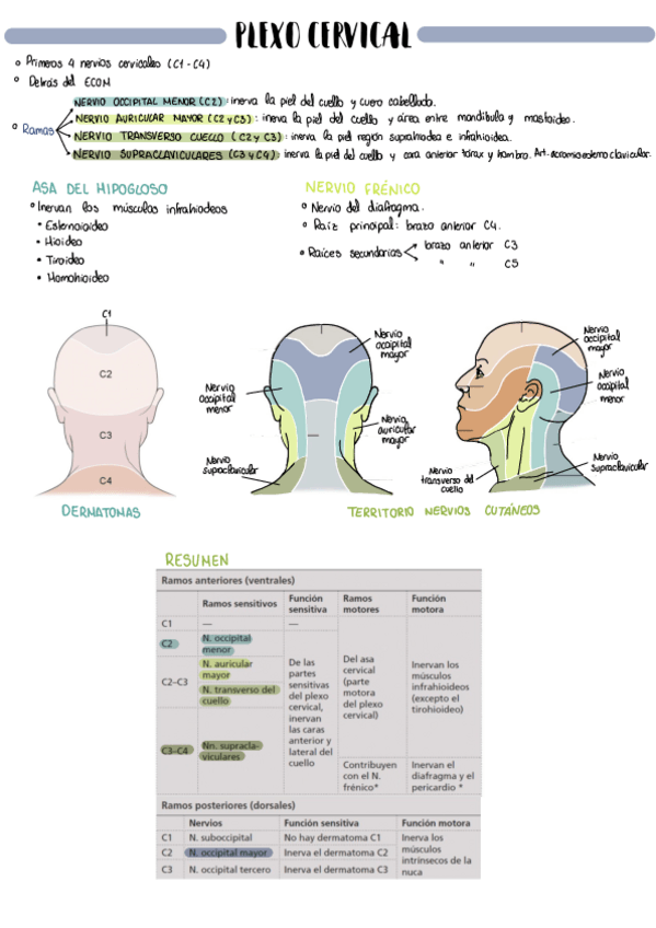 Miniatura del documento PLEXO-CERVICAL.pdf