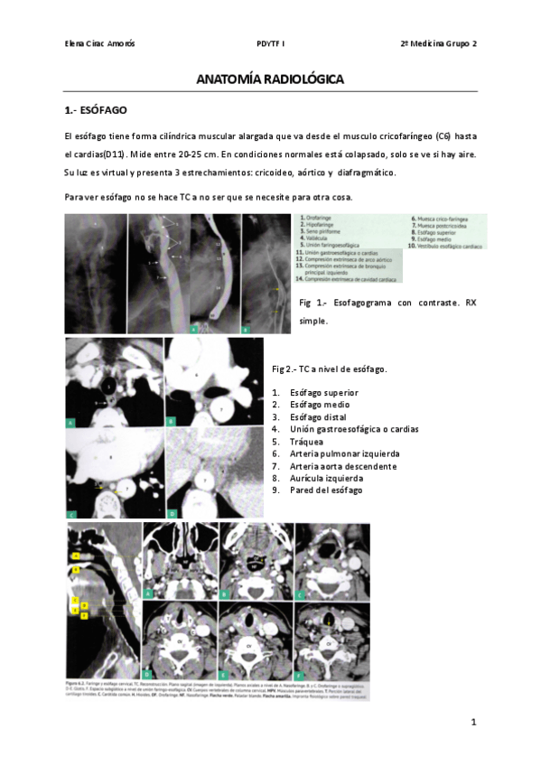 Miniatura del documento ANATOMIA-RADIOLOGICA4.pdf