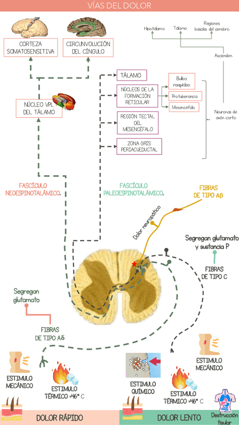 Miniatura del documento Vias-del-dolor.pdf