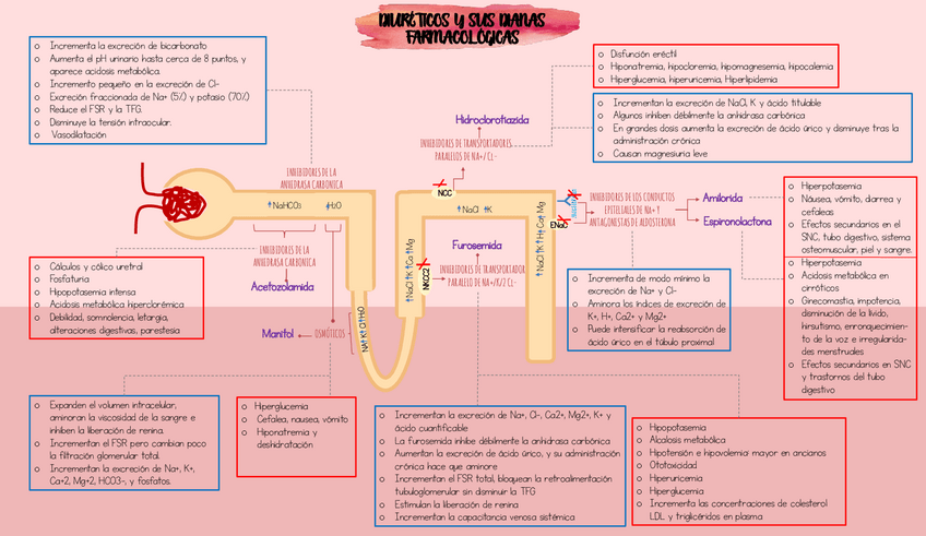 Miniatura del documento Duireticos-y-sus-dianas-farmacologicas.pdf