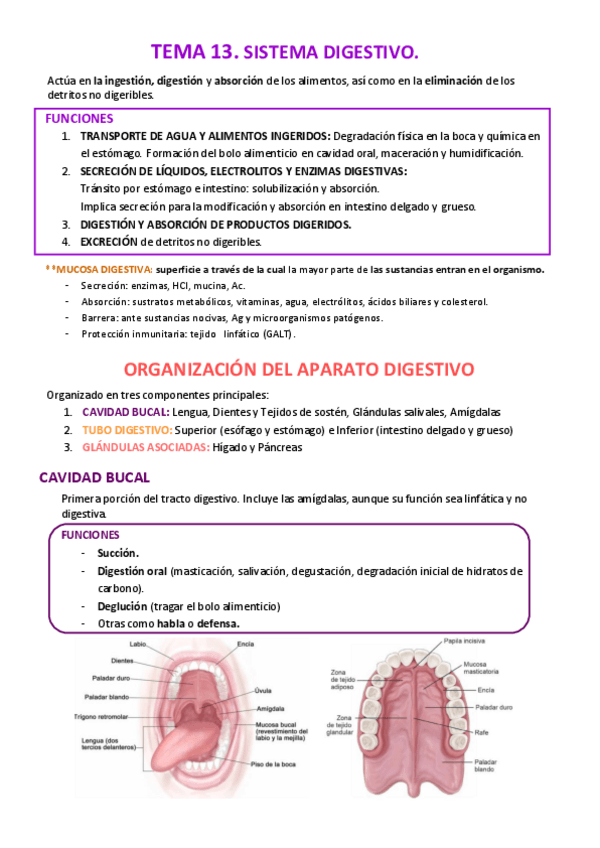 Miniatura del documento 13-SISTEMA-DIGESTIVO.pdf