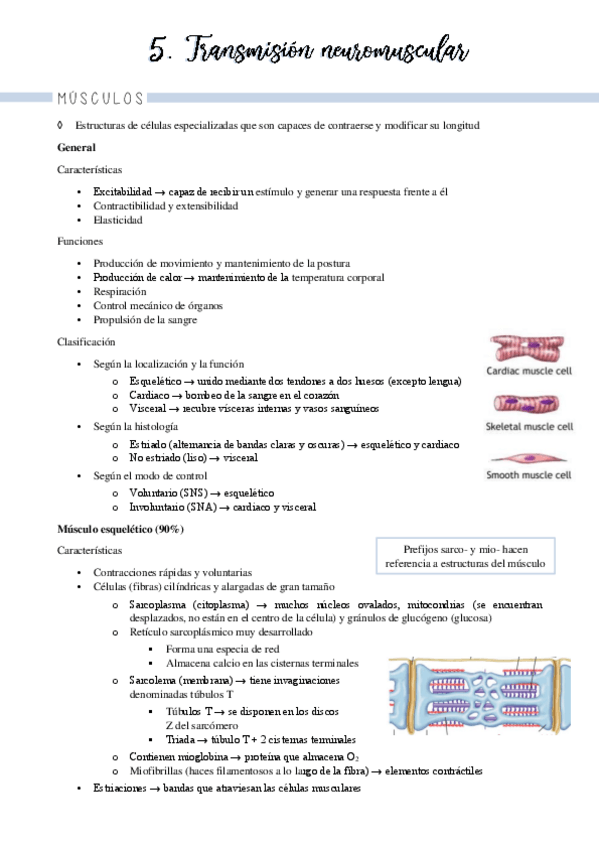Miniatura del documento Bloque 2 fisiología muscular (temas 5-8)