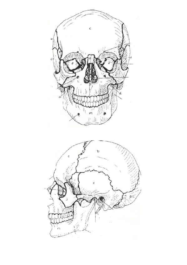 Miniatura del documento Laminas.pdf