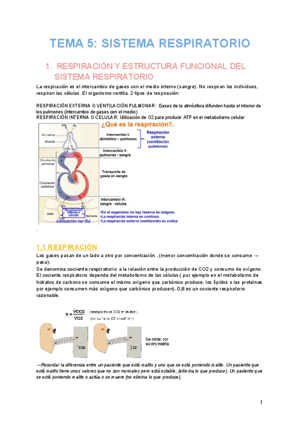 Miniatura del documento TEMA-5-SISTEMA-RESPIRATORIO.pdf