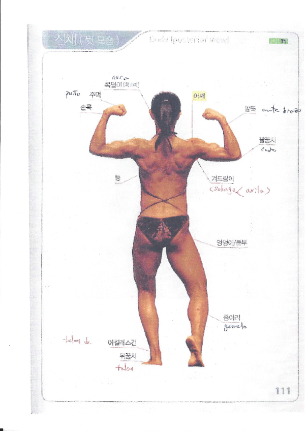 Miniatura del documento Vocabulario del cuerpo (detras).pdf