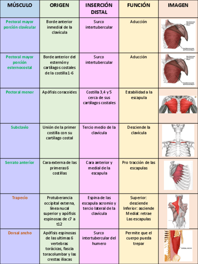 Miniatura del documento MUSCULOS-MIEMBR-SUPERIOR-Y-ABDOMEN.pdf
