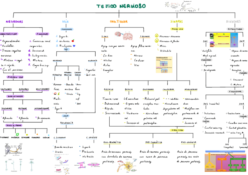 Miniatura del documento T3-Tejido-Nervioso.pdf