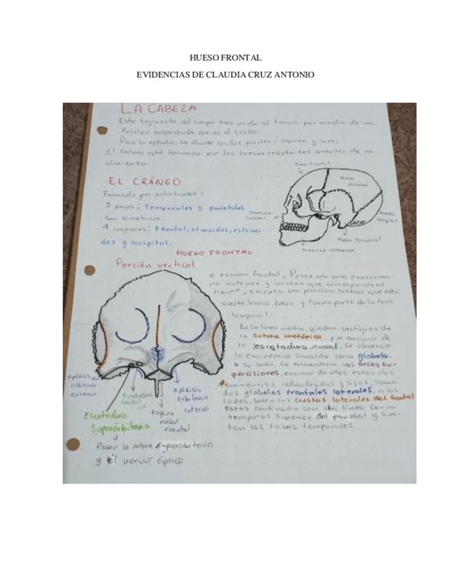 Miniatura del documento Act3HuesoFrontalClaudiaCruz.pdf