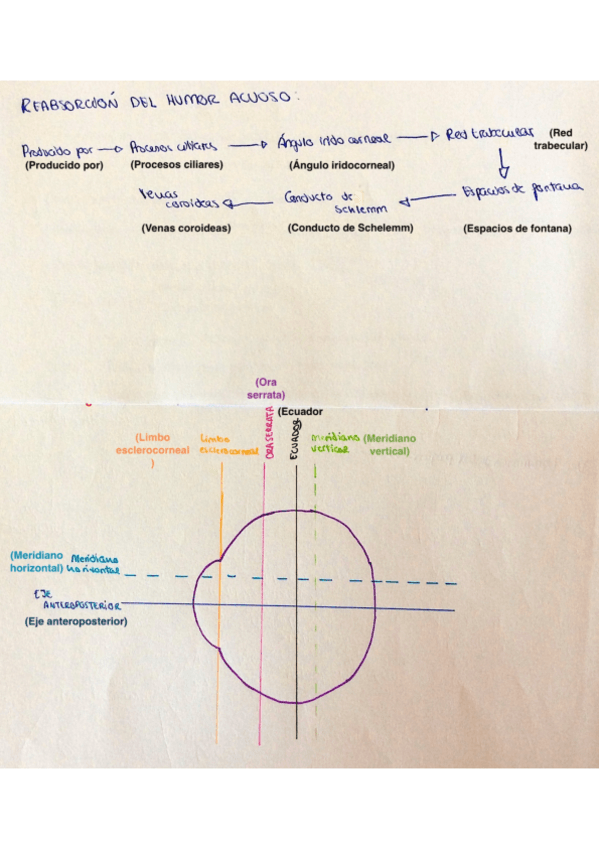 Miniatura del documento Esquema-humor-acuoso-y-planos-oculares.pdf