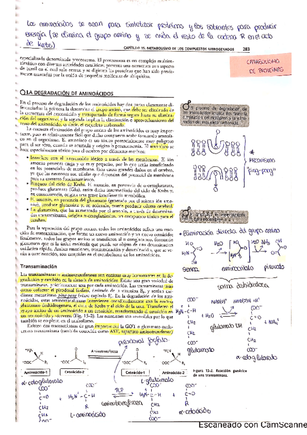 Miniatura del documento TEMA 17. CATABOLISMO PROTEÍNAS.pdf