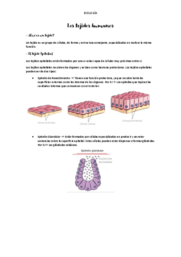 Miniatura del documento LOS-TEJIDOS-HUMANOS-Y-SUS-TIPOS.pdf