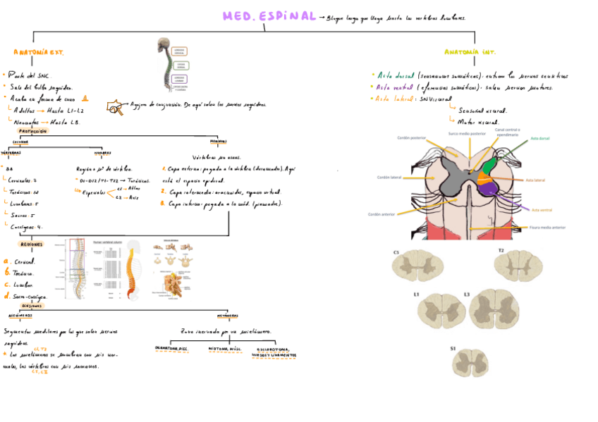 Miniatura del documento T4-Medula-Espinal.pdf