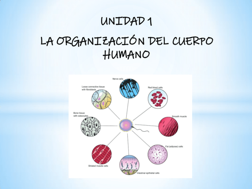 Miniatura del documento UNIDAD-1-ORGANIZACION-CUERPO-HUMANO.pdf