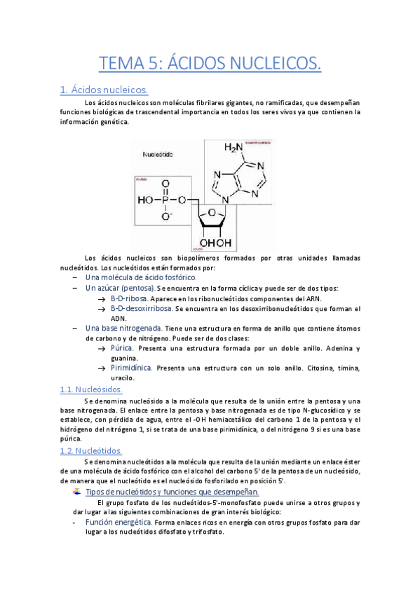 Miniatura del documento Tema-5-Acidos-nucleicos.pdf