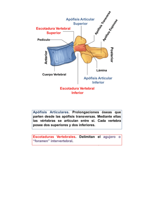 Miniatura del documento Retrosoma-2.pdf