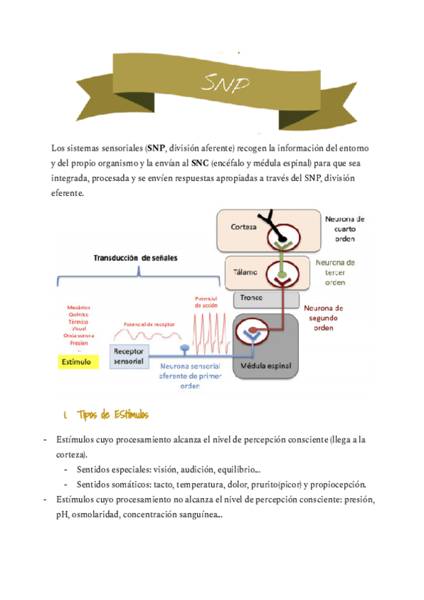 Miniatura del documento Sistema-Nervioso-Periferico.pdf