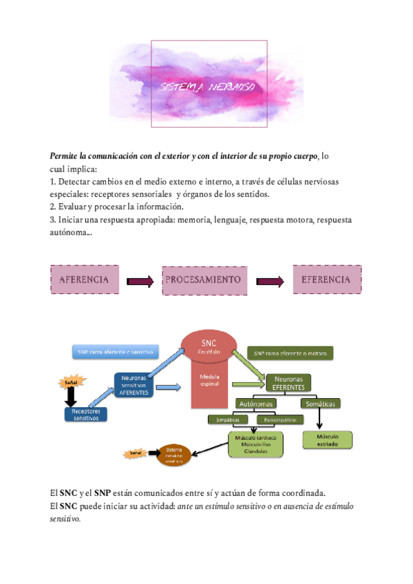 Miniatura del documento Sistema-Nervioso.pdf