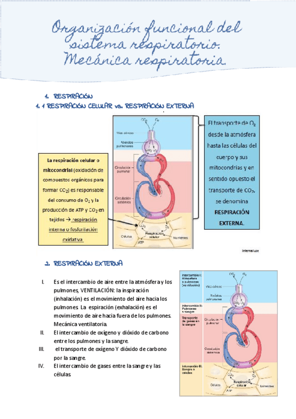 Miniatura del documento Organizacion-funcional-del-sistema-respiratorio.pdf