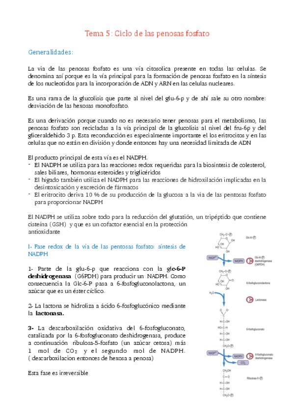 Miniatura del documento TEMA-5-VIAS-DE-LAS-PENTOSAS-FOSFATO.pdf
