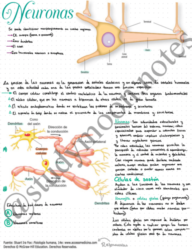 Miniatura del documento Neuronas.pdf