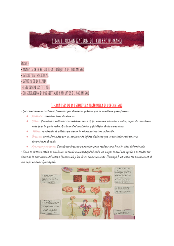 Miniatura del documento anatomia-TEMA-1-ORGANIZACION-DEL-CUERPO-HUMANO.pdf