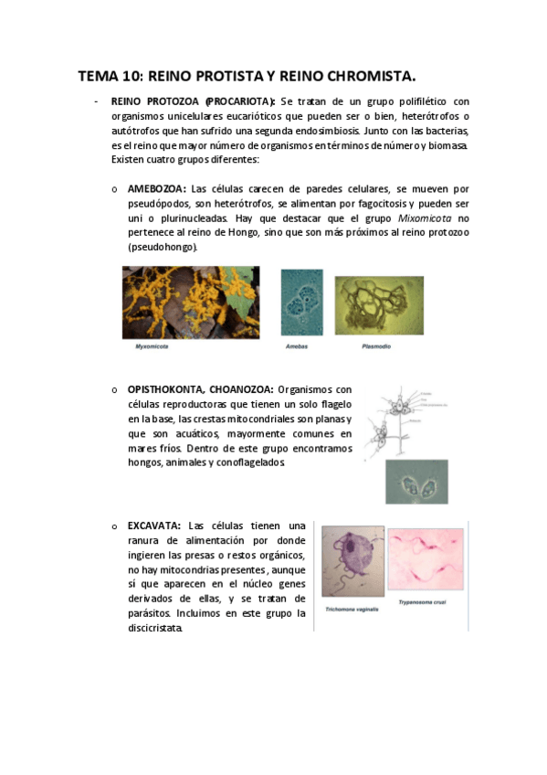 Miniatura del documento T-10.pdf