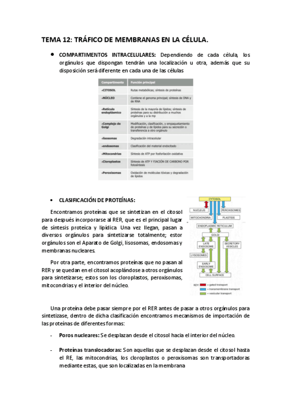 Miniatura del documento T-12.pdf