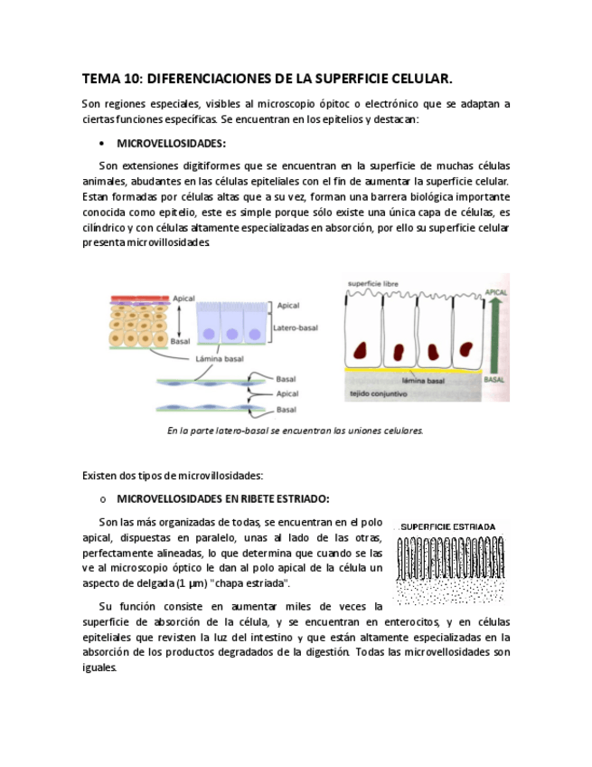 Miniatura del documento T-10.pdf