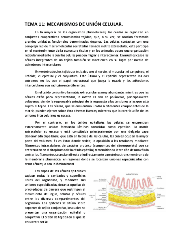 Miniatura del documento T-11.pdf
