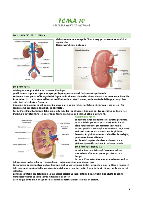 Miniatura del documento tema-10-sistema-renal-i-urinari.pdf