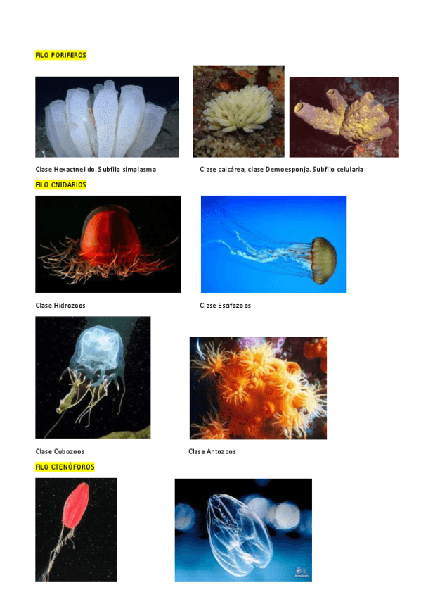 Miniatura del documento FILO-FOTOS.pdf