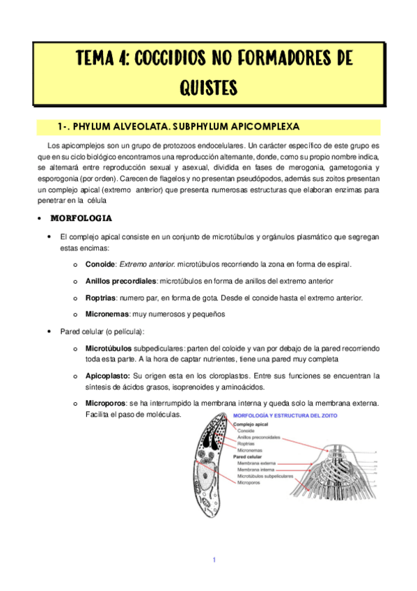 Miniatura del documento TEMA-4-COCCIDIOSIS-NO-FORMADORES-DE-QUISTES.pdf