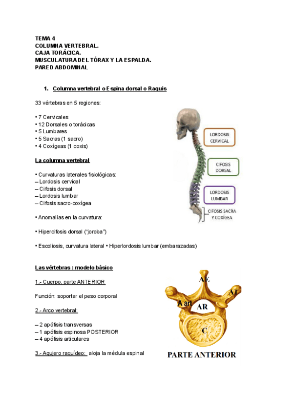 Miniatura del documento TEMA-4-Anatomia.pdf