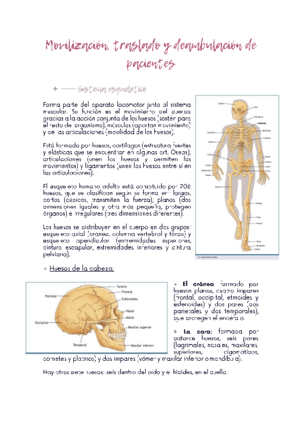 Miniatura del documento TBE-3-Sistema-Musculoesqueletico.pdf