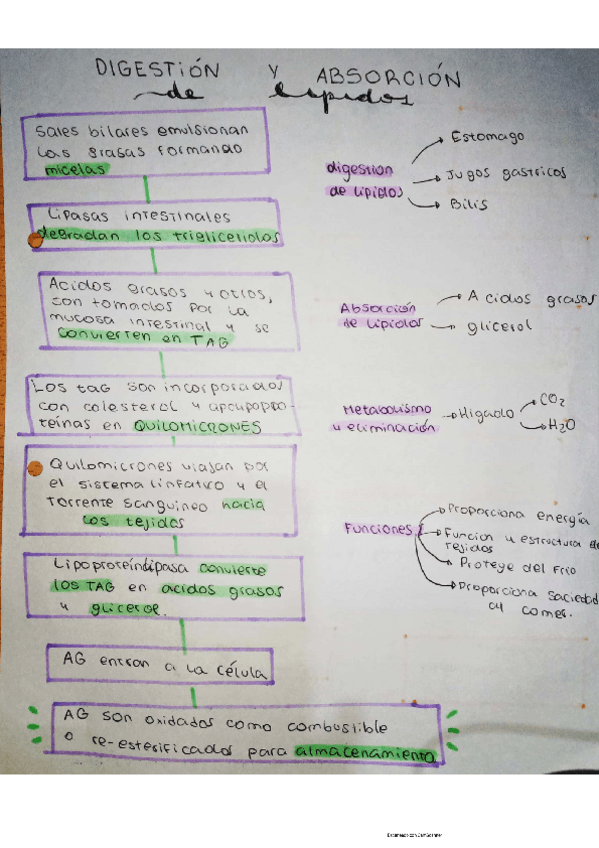 Miniatura del documento digestion-lipidos.pdf