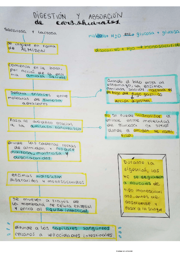Miniatura del documento digestion-HC-.pdf