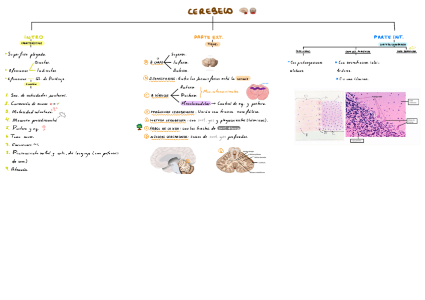 Miniatura del documento T7-Cerebelo-Y-Diencefalo.pdf