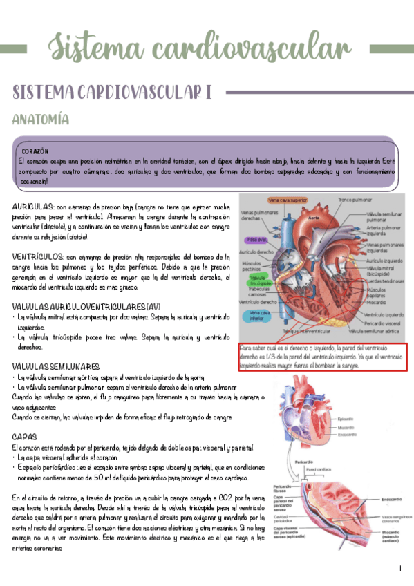 Miniatura del documento T3-Sistema-cardiovascular.pdf