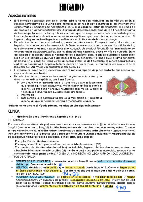 Miniatura del documento higado-pato.pdf