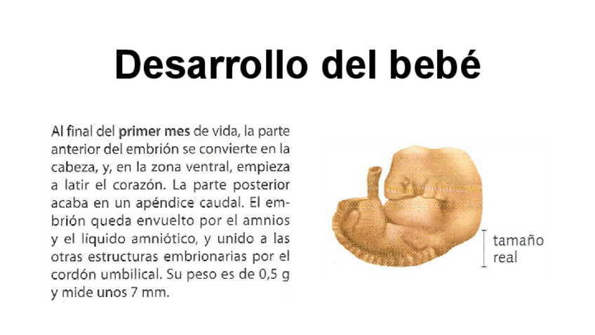 Miniatura del documento El embarazo.pdf