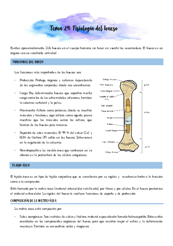 Miniatura del documento Fisiologia-osea.pdf