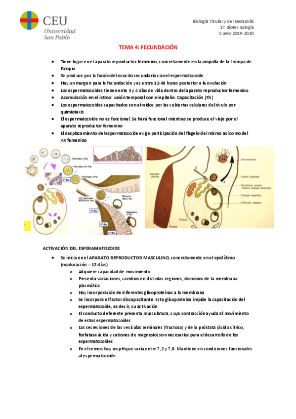 Miniatura del documento TEMA-4.pdf